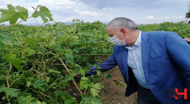 Doludan zarar gören bağları inceledi