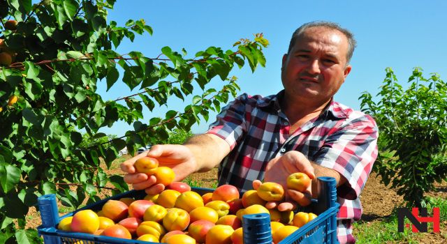 Manisa kayısısı Malatya ile yarışıyor