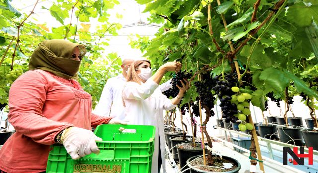 Manisa üzümü ihracat rekorları kırıyor