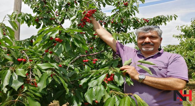 Salihli kirazı, uzak doğuda marka olma yolunda