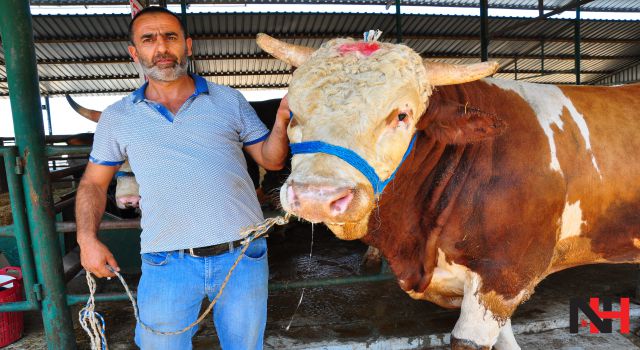 Kurban fiyatları el yakıyor