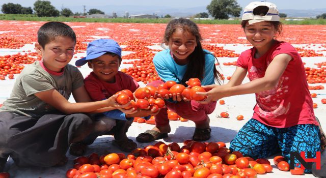 Manisa, domates ihracatıyla yüz güldürüyor