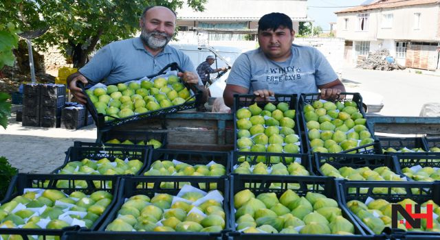 Manisalı incir üreticileri tescil istiyor