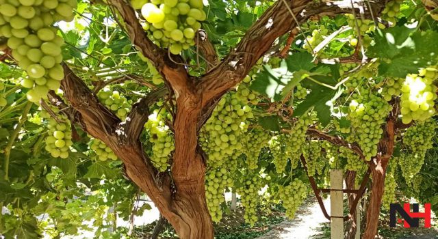 Manisa'nın meşhur üzümü için kesim ve ihracat tarihi belli oldu