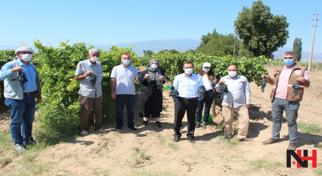 Manisa'nın yeni üzümü 'Spil Karası'