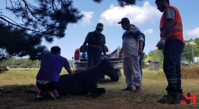 Spil'de bitkin halde bulunan tay tedavi altına alındı