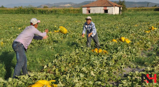 Hasat başladı hedef 45 bin ton rekolte