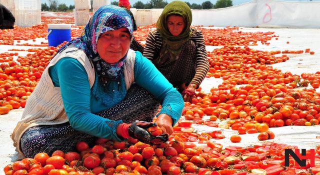 Manisa'dan Amerika'ya kurutulmuş domates ihracatı