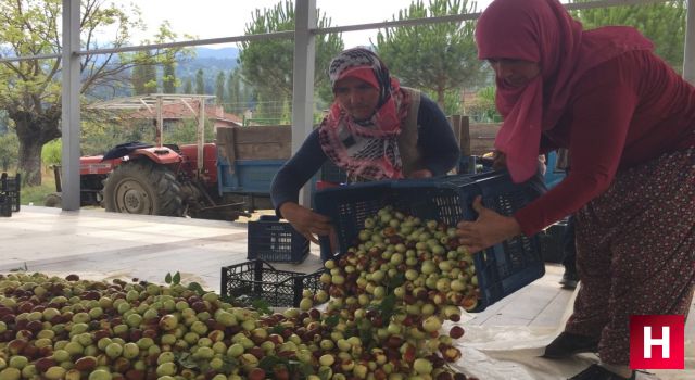 Hünnap üreticilere kazandırmaya devam ediyor