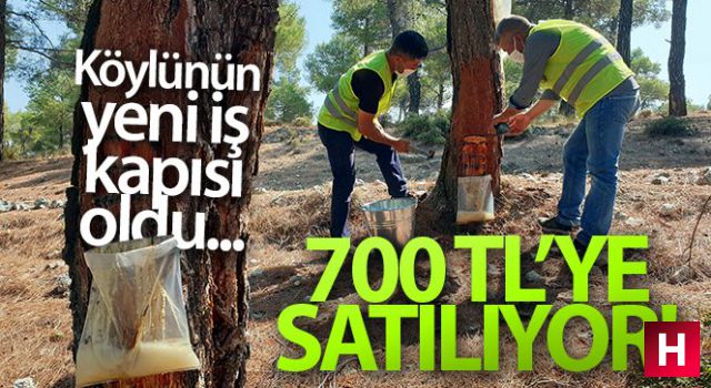 Kilosu 700 TL'ye satılıyor