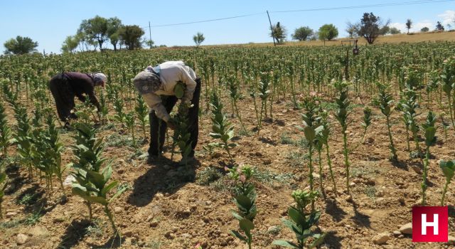 Manisa tütün üretiminde zirveyi zorluyor