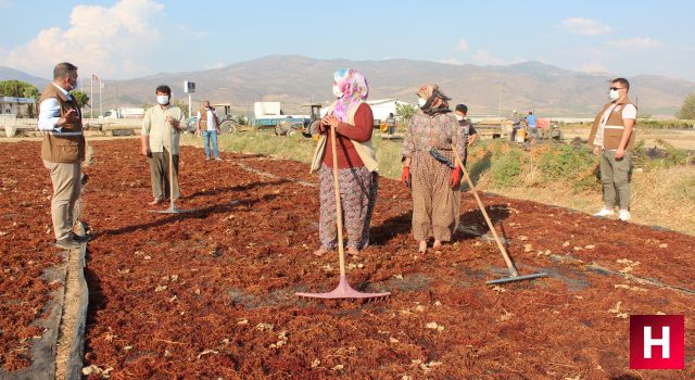 Manisa'da üreticilere fiyat uyarısı