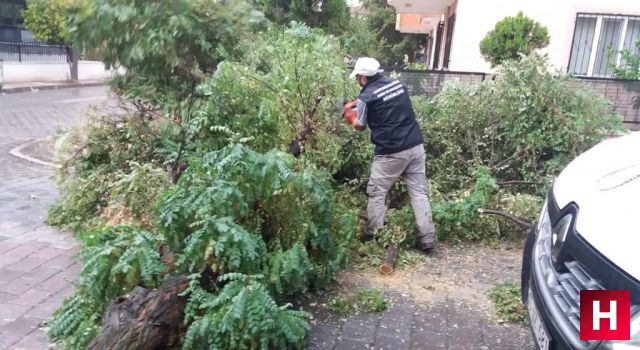 Manisa'da etkili olan fırtına ağaçları kökünden söktü