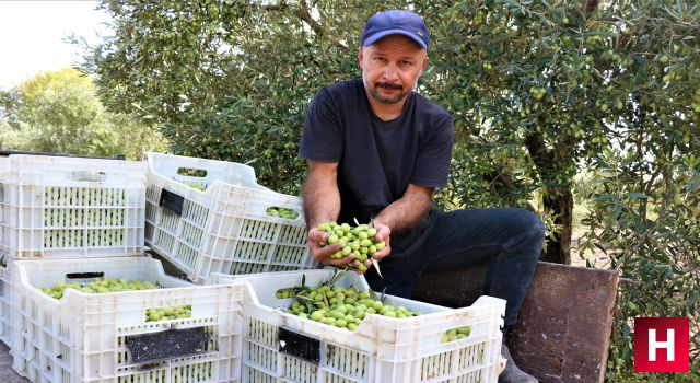 Manisa'da zeytin üreticileri Cumhurbaşkanına seslendi