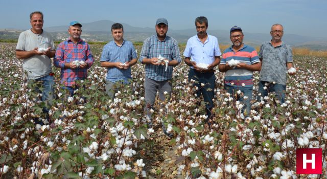 Manisalı pamuk üreticisi yüksek maliyetlerden şikâyetçi