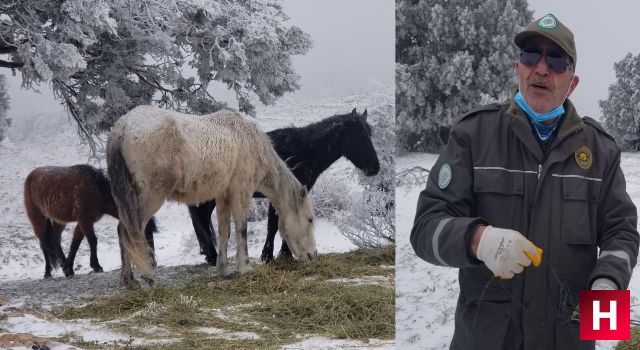 Spil'de eksi 8 derecede rağmen yaban hayatı unutulmadı