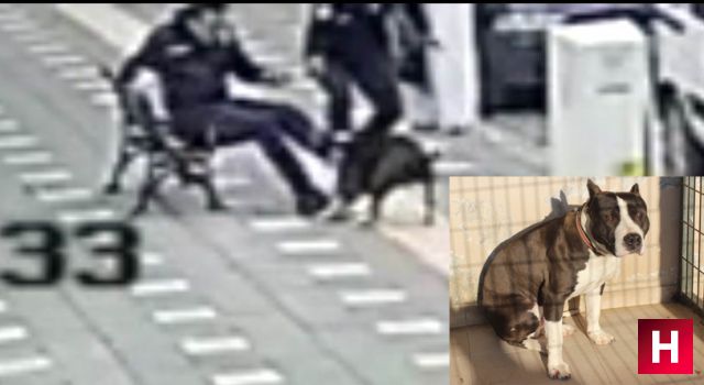 Manisa'da pitbull cinsi köpek 2 polisi hastanelik etti