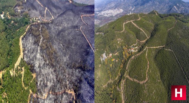 Manisa’da küle dönen ormanlık alanlar yeniden yeşilleniyor