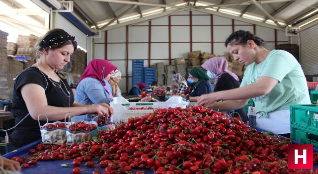 Manisa'nın ünlü kirazında fiyatlar 70 TL'ye dayandı