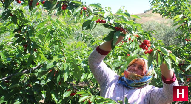 Coğrafi işaret tescilli Salihli Kirazı’nda hasat zamanı