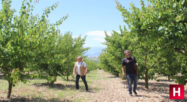 Hasat için tarlaya giden üretici dondu kaldı