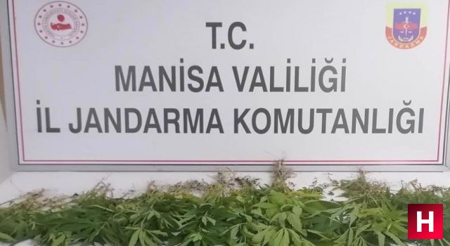 Jandarmadan uyuşturucu operasyonu