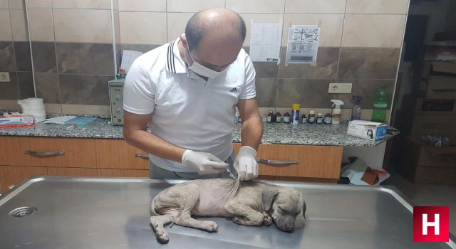 Yavru köpeğe işkenceye bin 33 lira para cezası