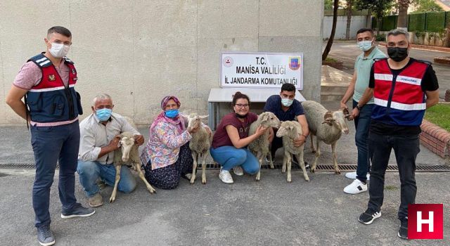 Çalınan koyunlarına böyle kavuştular