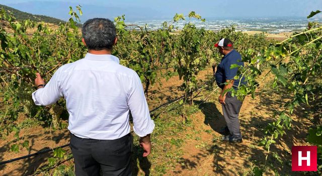 Dolu ve fırtınadan zarar gören bağlarda hasar tespit çalışmaları başladı