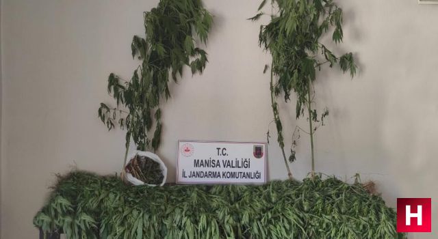 Manisa'da 519 kök kenevir bitkisi ve 2 kilogram esrar yakalandı