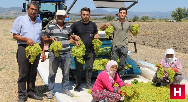 Üzüm üreticisinin fiyat beklentisi en az 16 buçuk lira