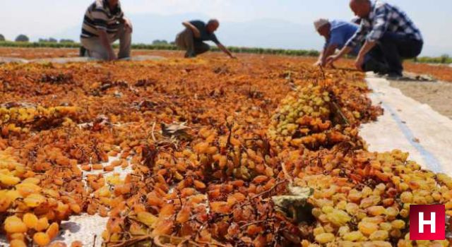 Kuru üzüm alım fiyatları açıklandı