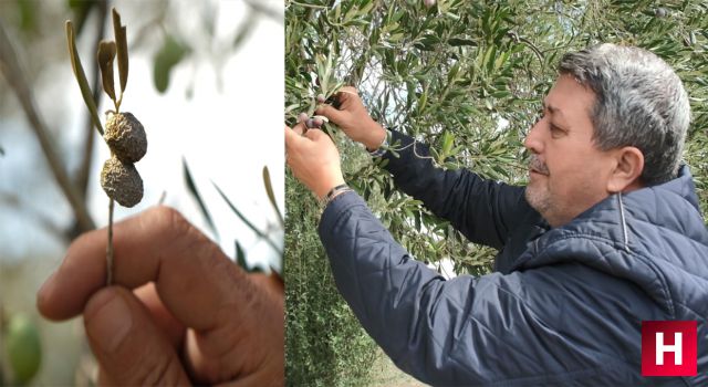 Zeytinde endişe veren görüntü kuraklık nedeniyle dalında buruştu