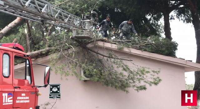 Öğrenciler bahçede oynarken okul binasının üstüne ağaç devrildi