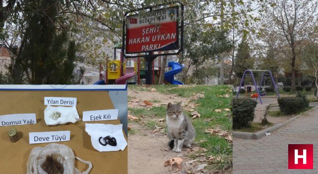 Manisa'da kedi vahşetinin altından büyü çıktı