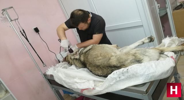 Manisa'da sokak köpeğini av tüfeğiyle vuran şahsa para cezası