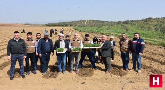 Manisa'da domates dikimi başladı temenni fiyatların ucuzlaması