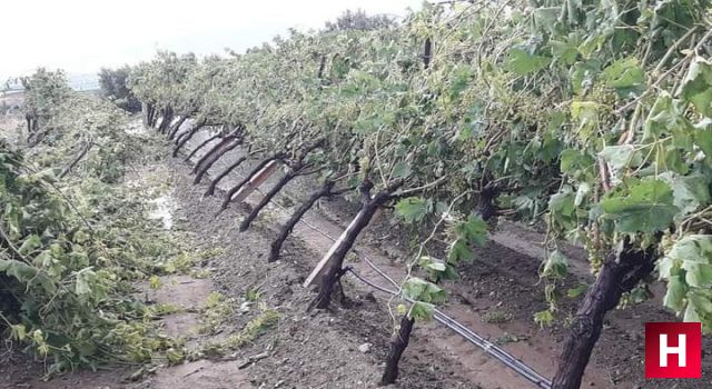 Manisa'da dolu yağışı bağları vurdu