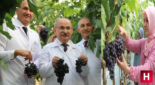 Türk mühendisler 3 yıldır AR-GE çalışması yapıyordu ilk hasat yapıldı