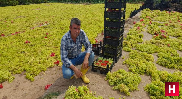 10 ton üzümü dolandırıcılardan son anda kurtardı