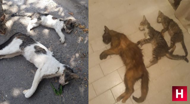 Manisa’da kedi ve köpek katliamı: 15’e yakını öldürüldü