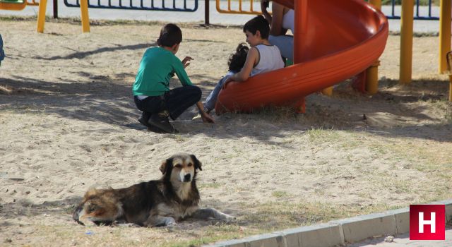 Sokak köpekleri 3 gün arayla 2 kardeşe dehşeti yaşattı