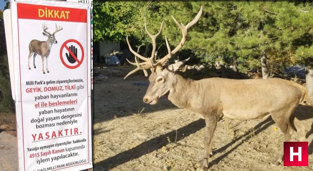 Spil'de geyikleri elle besleyene para cezası