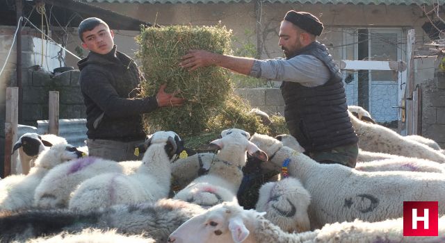 Manisa'dan aldığı koyunlarda çiçek hastalığı çıktı mahalleler karantinaya alındı