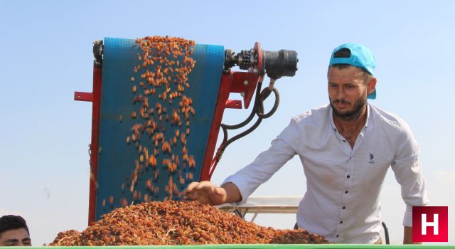 'Kuru üzümde mazot hilesi' iddialarına Manisa'dan tepkiler yükseldi