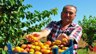 Manisa kayısısı Malatya ile yarışıyor