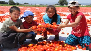 Manisa, domates ihracatıyla yüz güldürüyor