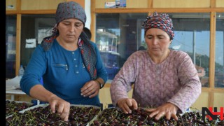 Salihli Kirazı, Türkiye’den seçilen 5 üründen biri oldu