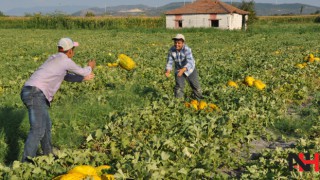 Hasat başladı hedef 45 bin ton rekolte