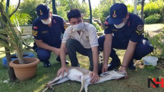 Manisa’da ilk kez görüldü yaralı halde bulundu